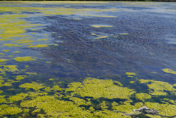 Ojos Algae