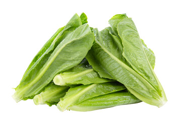 fresh cos lettuce isolated on white background