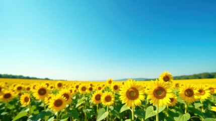 Serene Summer Sunflowers in a Vast Field Under a Clear Blue Sky