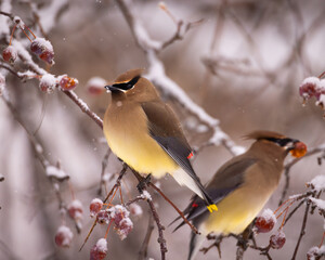 Cedar waxwing - bombycilla cedrorum - perched in a crab apple tree on an overcast snowy day in Colorado, USA