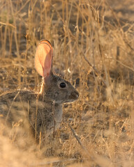 Desert Cottontail bunny rabbit at golden hour just before sunset © Lauren
