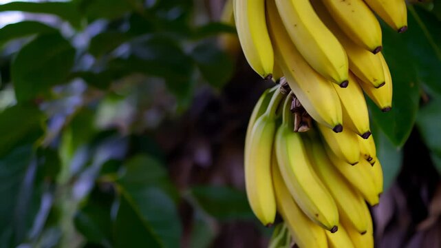 A close-up of a bunch of ripe yellow bananas hanging on a banana tree with green leaves. Concept of tropical farming and nutrition