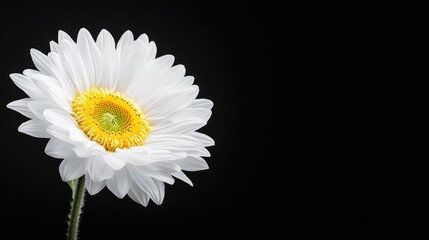 Obraz premium White daisy flower with a bright yellow center stands isolated against a solid black background.