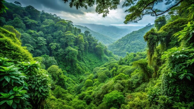 Dense tropical forest canopy with lush greenery and vines in Cherrapunji, India, Landscape, Indian,  Landscape, Indian