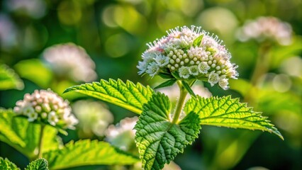 Close-up of blooming marshmallow plant showing delicate flowers and vibrant green leaves in a natural environment surrounded by foliage, nature, marshmallow plant