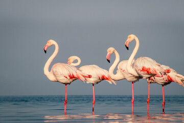 Wild african birds. Group birds of Greater  african flamingos  walking around the blue lagoon on a sunny day