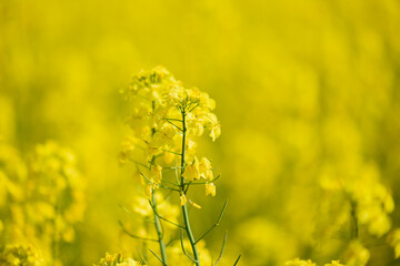 Obraz premium 北海道の菜の花畑