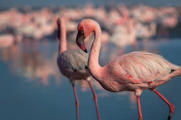 Wild african birds. Group of Greater african flamingos  walking around the blue lagoon on a sunny day