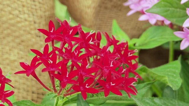 Red Egyptian starcluster, Starflower