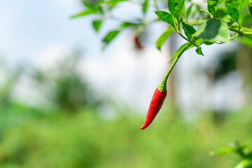 Chilli peppers or red chilies in farm