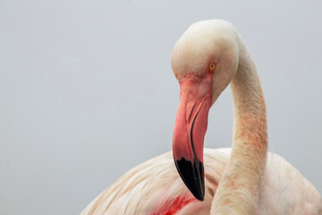 A close-up of a great flamingo against a blue sky.