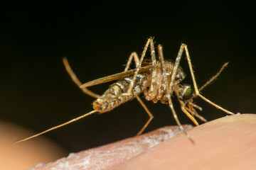 Macro of mosquito (Aedes aegypti) sucking blood