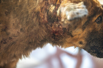 First aid for dogs seriously injured in dog bites.
