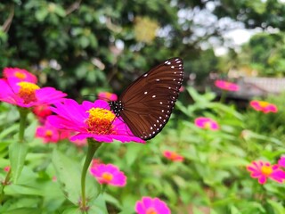 butterfly on flower