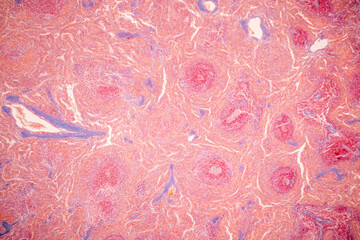 Showing Light micrograph of the Adrenal gland, Spleen human and Other human tissues under the...