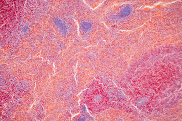 Showing Light micrograph of the Adrenal gland, Spleen human and Other human tissues under the...