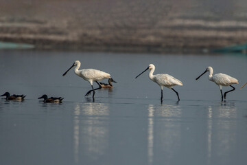 Eurasian Spoonbills Foraging in Shallow Waters at Little Rann of Kutch
