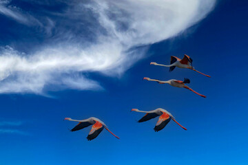 Majestic Greater Flamingos Soaring Over Little Rann of Kutch