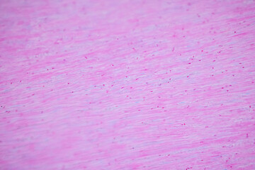 Showing Light micrograph of the Adrenal gland, Spleen human and Other human tissues under the...