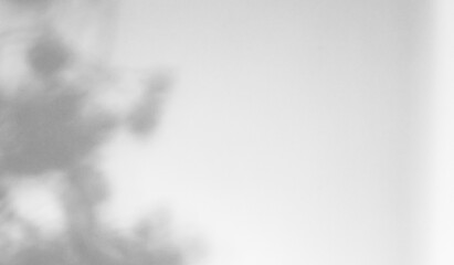 Fototapeta premium Gray shadow of the hawthorn tree leaves on a white wall. Abstract neutral nature concept blurred background. Space for text. Overlay effect for photo.