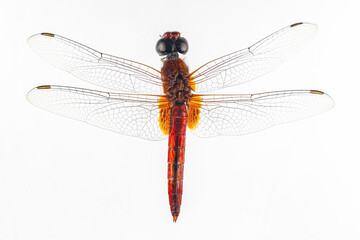 Structural characteristics and components of dragonflies in Thailand.
