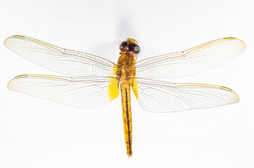 Structural characteristics and components of dragonflies in Thailand.