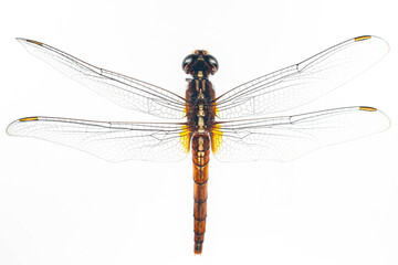 Structural characteristics and components of dragonflies in Thailand.