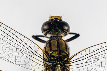 Structural characteristics and components of dragonflies in Thailand.