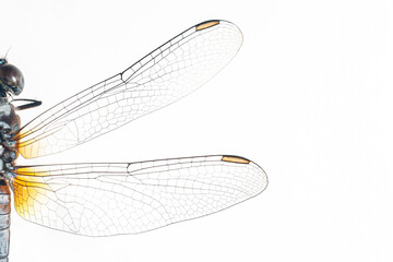 Structural characteristics and components of dragonflies in Thailand.