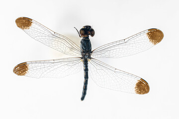 Structural characteristics and components of dragonflies in Thailand.