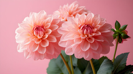 Beautiful Pink Dahlia Flowers on Pink Background in Bright Light