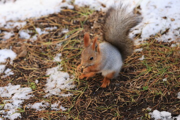 squirrel in the showland