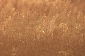 withered grass in wasteland