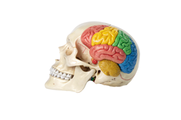 A realistic skull with a vibrantly colored brain, highlighting different lobes and the cerebellum. Detailed anatomical textures emphasize a medical, isolated on a transparent background