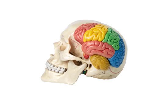 A realistic skull with a vibrantly colored brain, highlighting different lobes and the cerebellum. Detailed anatomical textures emphasize a medical, isolated on a transparent background