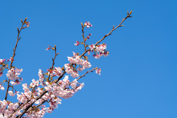 Pink cherry blossom(Cherry blossom, Japanese flowering cherry) on the Sakura tree. Sakura flowers are representative of Japanese flowers. The main part of the winter pass. I love everyone.