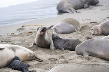 sea lion on the beach