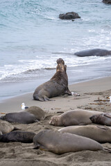 seal on the beach
