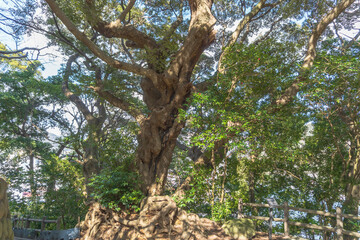 Fototapeta premium 日本：下田公園のスダジイ（Castanopsis sieboldii subsp）の大木【下田城址】静岡県下田市