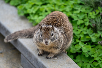 squirrel on the board walk