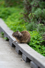 squirrel on the board walk
