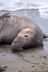 elephant seal on the beach