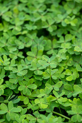 green leaves background