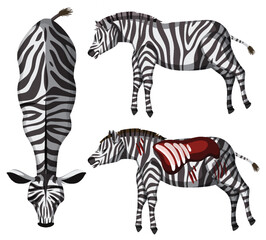 Zebra Anatomy and Patterns Illustration