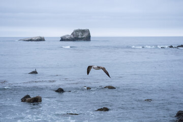 sea gull flying over the ocean