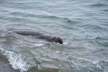 elephant seal in the water
