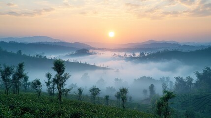 Fototapeta premium Sunrise over misty tea plantation valley