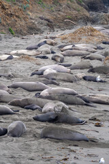 elephant seals on the beach