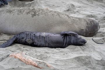 baby elephant seal on beach