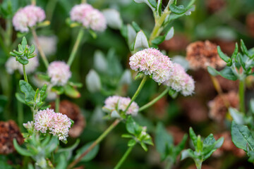 pink flowers in the garden